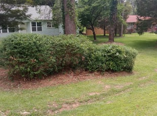 Bush Trimming by Erika Aziz for Amane J. in Morrow, GA