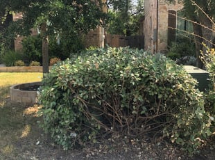Bush Trimming by Drieux Dupre for Suzanne C. in Cedar Park, TX