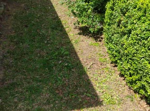 Leaf Removal by Shelton Strawder for Del D. in Arlington, TX