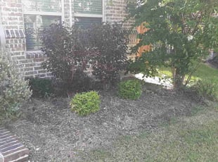 Bush Trimming by Gary Joy for Ben G. in Arlington, TX