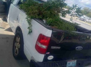 Bush Trimming by Gregory Warren for Felisha G. in North Attleborough, MA