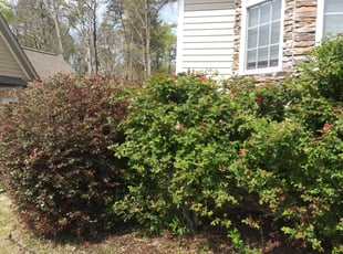 Bush Trimming by David Villanueva for Judy I. in Ooltewah, TN