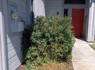 Bush Trimming by Anatolii Tiurin for Jay S. in Antelope, CA