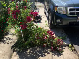Weeding by Steven Powe for Myrtis B. in Chicago, IL