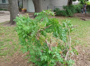 Bush Trimming by Tim Burnett for Sharon W. in Garland, TX