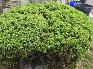 Bush Trimming by Randy Miller for Erica S. in Philadelphia, PA