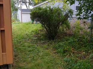 Bush Trimming by Reaggie Botsio for Brenda G. in Minneapolis, MN