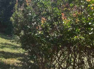 Bush Trimming by Jonathan Zavala for Darcie G. in Fort Worth, TX