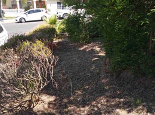 Cleanups by Steven young for Sathya P. in San Jose, CA