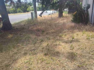 Lisa R.'s Leaf Removal service result