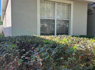 Bush Trimming by Daniel Gonzalez for Joshua E. in Seffner, FL