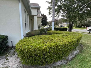 Bush Trimming by Marcus Perry for Thomas O. in DeLand, FL