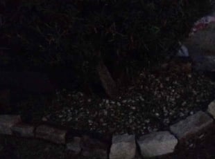 Bush Trimming by Ana Zelaya for Ellen J. in Pearland, TX
