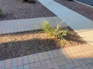 Bush Trimming by Chris Hawk for William V. in Phoenix, AZ