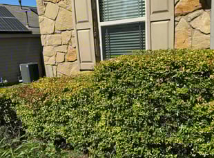 Bush Trimming by Samuel Rueda for Rob R. in Austin, TX