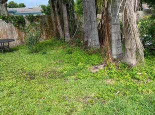 Leaf Removal by Thomas Stephens for Lizzi W. in Winter Haven, FL