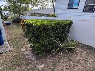Bush Trimming by Sergio Rojo for Gwen F. in Groveland, FL