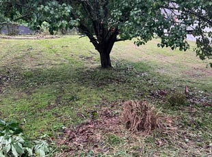 Cleanups by Will Currin for Lauren G. in Concord, NC