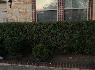 Bush Trimming by Rebecca Ferrara for Crystal M. in San Antonio, TX