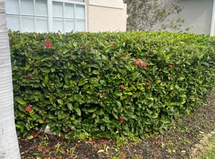 Bush Trimming by Charles Walton for Zan R. in Boynton Beach, FL