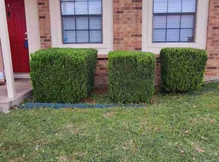 Bush Trimming by Kevin (Jesus) Valencia for Carley C. in The Colony, TX