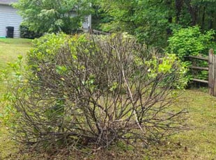 Bush Trimming by Denise Santana for Ashlyn M. in Kennesaw, GA