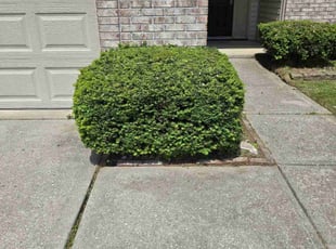 Bush Trimming by Lewis Riddle for Darrell M. in Indianapolis, IN