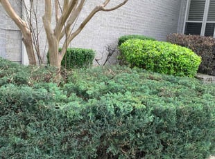 Bush Trimming by Octavius Croston for Allen L. in Little Rock, AR