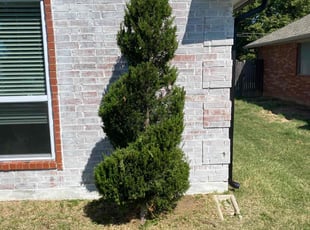 Bush Trimming by Cesar Zuniga for Debra C. in Del City, OK