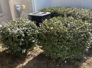 Bush Trimming by William Thayer for Debbie F. in Brooksville, FL