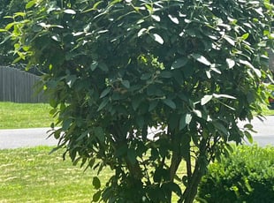 Bush Trimming by Alexander Smith for Mike P. in Syracuse, NY