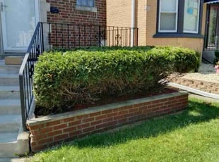 Bush Trimming by Vontae Green for Mitch G. in Elmwood Park, IL