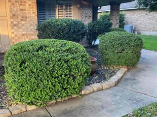Bush Trimming by Roberlandi Rodriguez Perez for Jason M. in Round Rock, TX