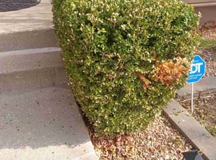 Bush Trimming by Lance Reynolds for Franklin C. in Kansas City, MO