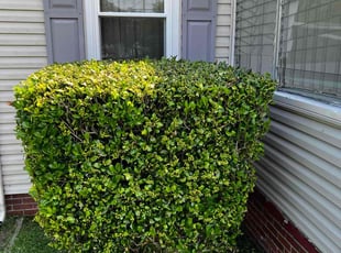 Bush Trimming by Derek Walker for Aaron M. in Norfolk, VA