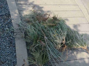 Theophane B.'s Flower Bed Weeding service result
