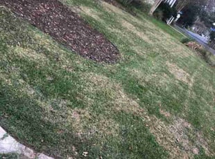 Weeding by Daron Doyle for Leah S. in Baton Rouge, LA