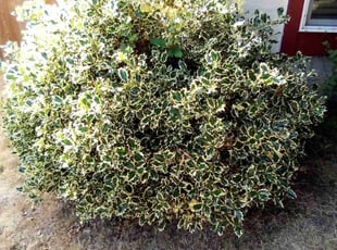 Johanna C.'s Bush Trimming service result