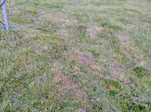 Leaf Removal by Fred Chandler for Brett L. in Independence, MO