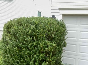 Bush Trimming by Daniel Shannon for Deborah B. in Fredericksburg, VA