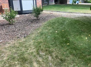 Weeding by Jesse Nunez for Mitchell J. in Aurora, CO