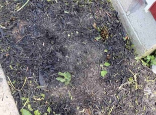 Cleanups by Michael Martin for Patricia H. in Grove City, OH