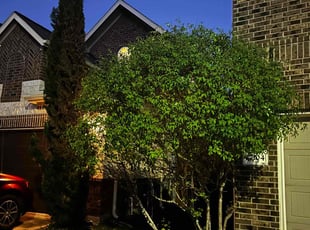 Bush Trimming by Sulma Marina Alonso Morales for Sonia T. in Houston, TX
