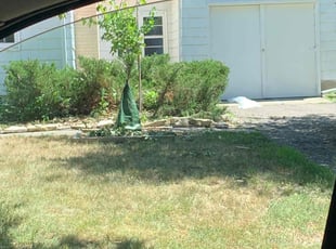 Bush Trimming by Lucas Grinstead for Torrie H. in Minneapolis, MN