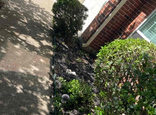 Bush Trimming by Simon Sanchez Jr for Denise D. in Mansfield, TX