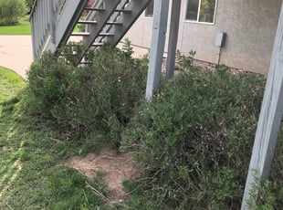 Bush Trimming by Mike Tomedi for Sherri M. in Colorado Springs, CO