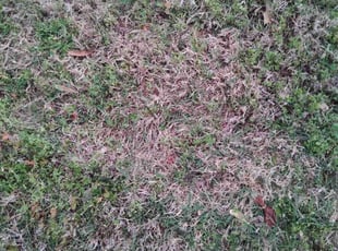 Weeding by Nicole Royster for Jessica B. in Virginia Beach, VA