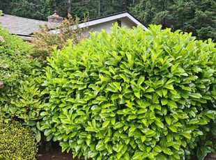 Eric W.'s Bush Trimming service result