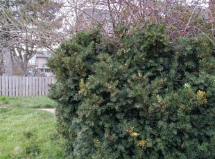 Bush Trimming by Kristina Steinhour for Sonja N. in Columbus, OH