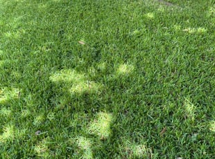 Bill R.'s Lawn Mowing service result